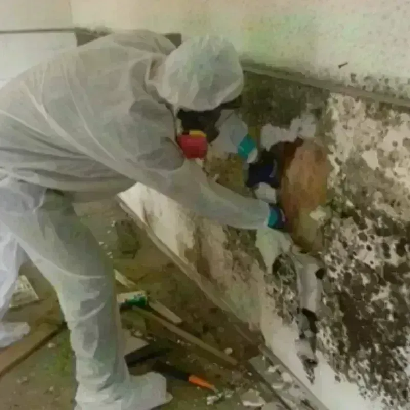 Mold Remediation and Removal in West Marion, NC